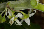 Tropical soda apple